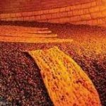 نان فعلا گران نمی‌شود