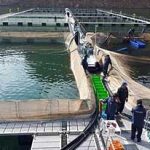رشد ۲۸ درصدی پرداخت تسهیلات آبزی پروری توسط بانک کشاورزی در سال ۱۳۹۸
