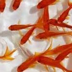 ماهی قرمز شب عید ناقل کرونا نیست