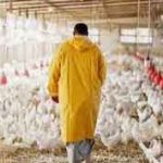 بازگشت نژاد بومی مرغِ لاینِ آرین به صنعت طیور