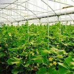 طرح های اشتغالزایی روستایی مصوب در بانک سینا به مرز ۴۰۰۰ رسید