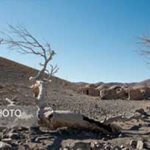 بلای بی‌آبی بر سر روستاهای خراسان جنوبی