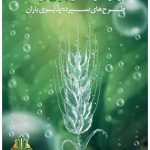 اجرای خدمت نوین «طرح باران» توسط بانک کشاورزی