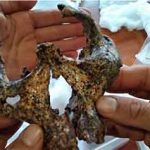 جمجمه ۲میلیون ساله اجداد انسان پیدا شد