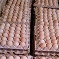 تخم‌مرغ دوباره دو نرخی شد