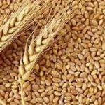 خرید تضمینی بیش از ۷٫۶ میلیون تن گندم در شعب بانک کشاورزی تا نیمه شهریور ماه