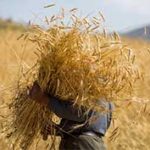 پرداخت ۱۹۵ هزار میلیارد ریال وجوه خرید تضمینی گندم با عاملیت بانک کشاورزی