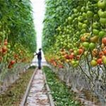 سهم ۲۰ هزار میلیارد ریالی بانک کشاورزی در تولید محصولات گلخانه ای در سال گذشته