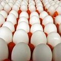 قیمت جدید تخم مرغ بزودی اعلام می‌شود